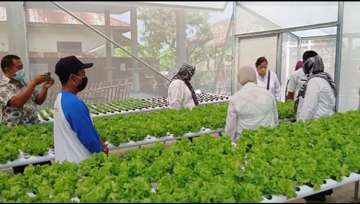 Kunjungan Dinas Ketahanan Pangan Provinsi dan Dinas Ketahanan Pangan Kota Medan di Greenhouse PTP2WKSS